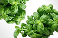 BASIL INFUSED OLIVE OIL, 375ml