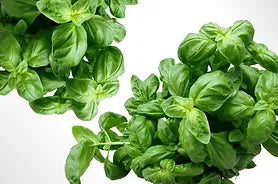 BASIL INFUSED OLIVE OIL, 375ml