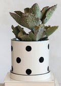 A polka dot ceramic planter in white with black dots, linen texture.